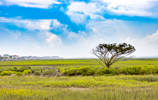 A lone tree in the middle of a vibrant colored marsh with the sky, grass, sand and mud of the Lowcountry of South Carolina with coastal vacation houses in the background.