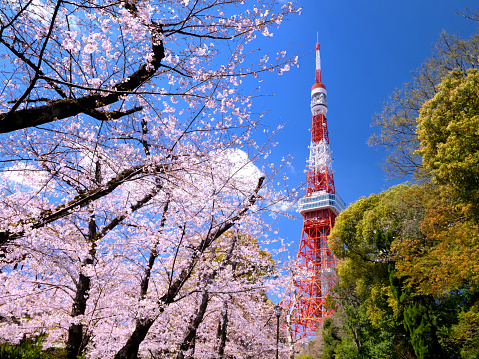 A row of cherry blossom trees in Shiba Park and Tokyo Tower. Taken in Minato-ku, Tokyo in March 2021.