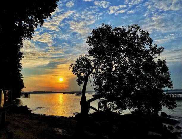 Sunset and trees at Changi beach