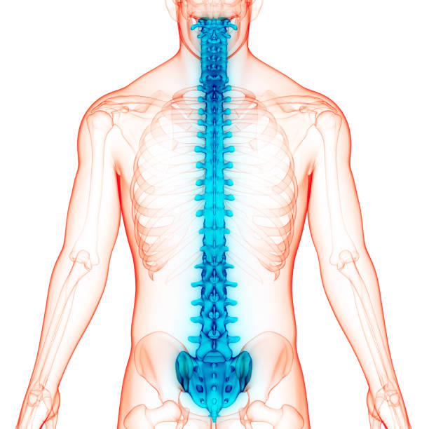 istock Spinal Cord Vertebral Column of Human Skeleton System Anatomy 1322043305