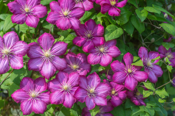 hermosa flor púrpura de clematis - clemátide fotografías e imágenes de stock