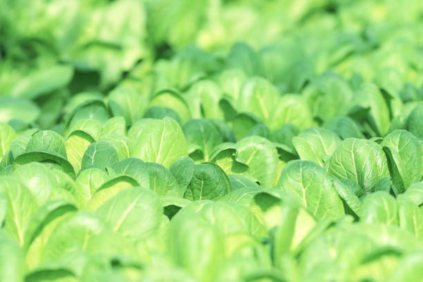 istock Pesticide-free vegetables / fresh vegetables 1322044373