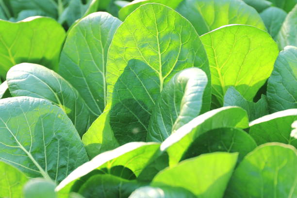 istock Pesticide-free vegetables / fresh vegetables 1322044403