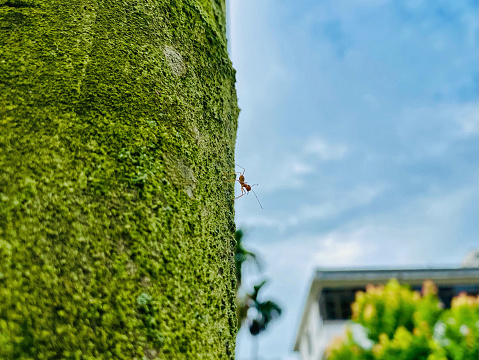 Ant climbing down on an moss covered tree
