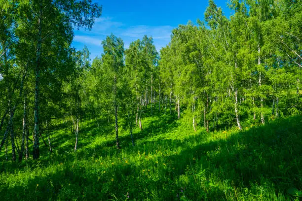 glade on young birch forest, summer sunny day landscape