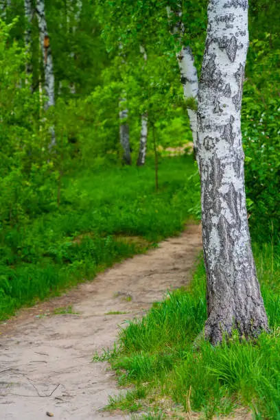 pathway in birch forest, summed day landscape