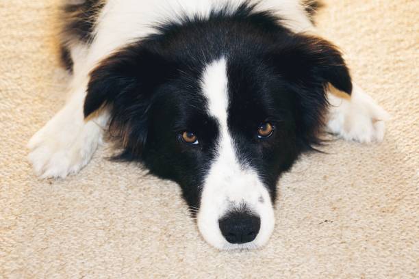 istock Border Collie Dog in Home Interior 1322049345