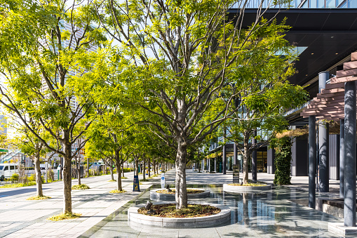 Photographing a tree-lined road in front of an office building