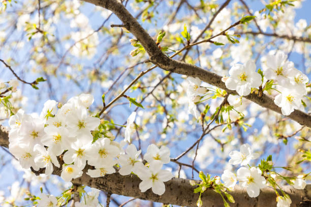 flores de cerejeira florescendo em toyosu4 - blossom cherry blossom tree white - fotografias e filmes do acervo