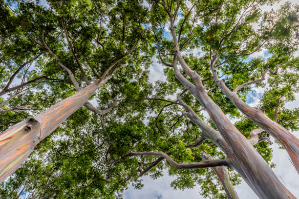 Colorful and Tall Rainbow Eucalyptus Tree on Oahu, Hawaii