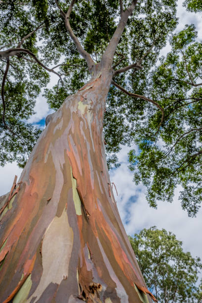 istock Colorful and Tall Rainbow Eucalyptus Tree on Oahu, Hawaii 1322053257
