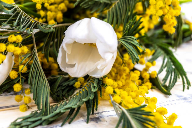 istock Spring flowers bouquet - Yellow Mimosa and White Tulips 1322053424