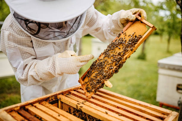 Everything is fine Beekeeper with bees and honeycomb hairy insect stock pictures, royalty-free photos & images
