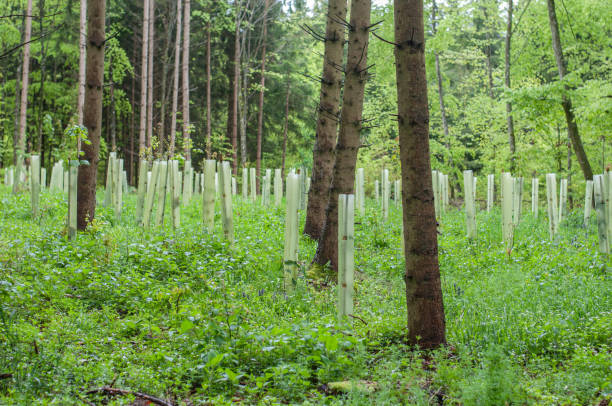 istock seedlings in plastic tubes in a forest 1322054641