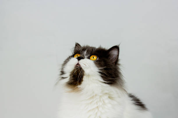 istock Persian cat sitting on white background,isolated 1322057214