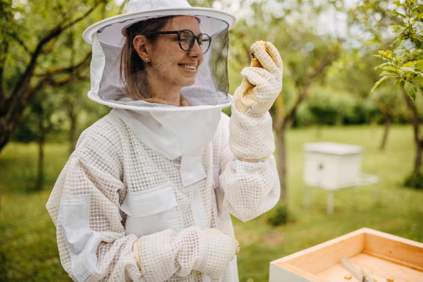 건강한 꿀벌 - apiculture 뉴스 사진 이미지