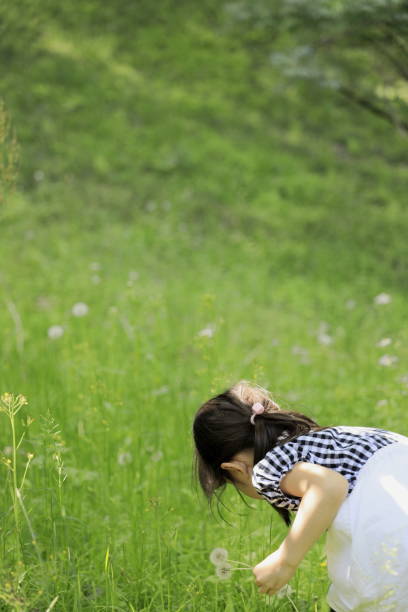Japanese student girl gathering dandelion seeds (6 years old)