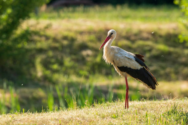 istock An adult stork 1322060116
