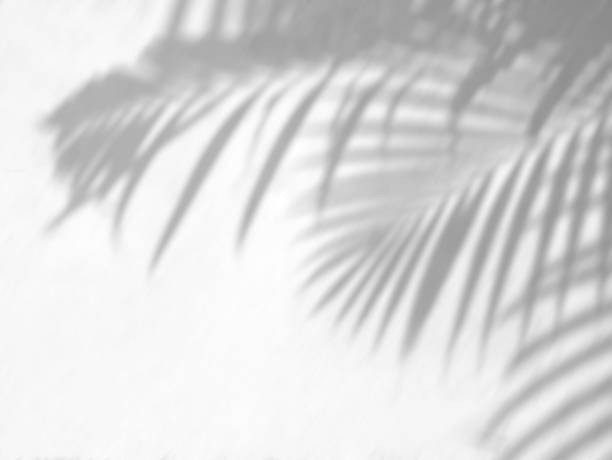 istock Shadow of palm leaves on a white wall. 1322060178