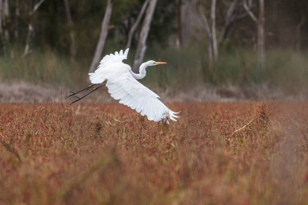 istock Great Egret, Durras Lake, NSW, May 2021 1322061213