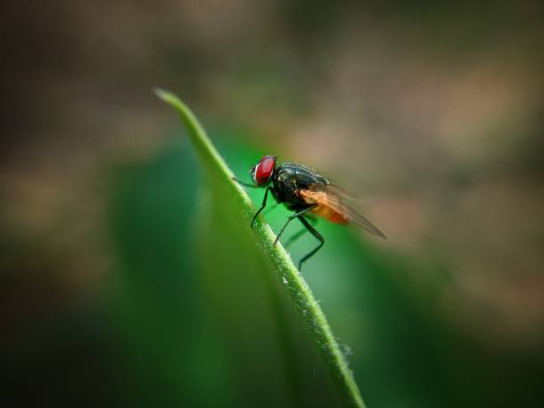 istock Black fly with Red eyes on blade of grass 1322061361