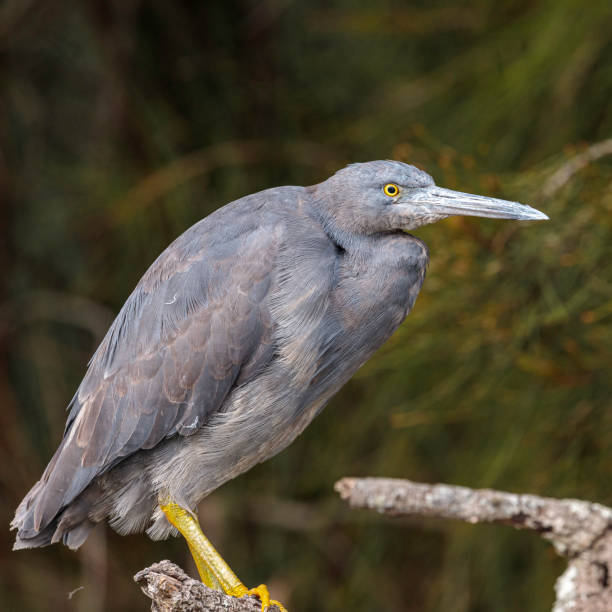 istock White-faced Heron juvenile, Durras Lake, NSW, May 2021 1322062306