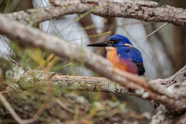 azure kingfisher, durras lake, nouvelle-galles du sud, mai 2021 - native bird photos et images de collection