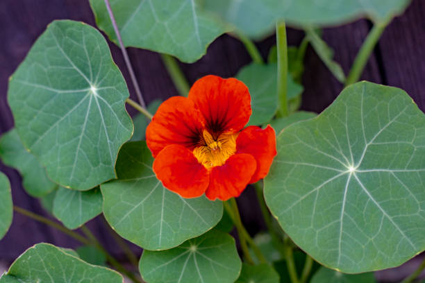 The garden nasturtium (Tropaeolum majus) flowering in the garden. The plant is also known as nasturtium, Indian cress or monks cress. The garden nasturtium (Tropaeolum majus) flowering in the garden. The plant is also known as nasturtium, Indian cress or monks cress. tropaeolum majus garden nasturtium indian cress or monks cress stock pictures, royalty-free photos & images