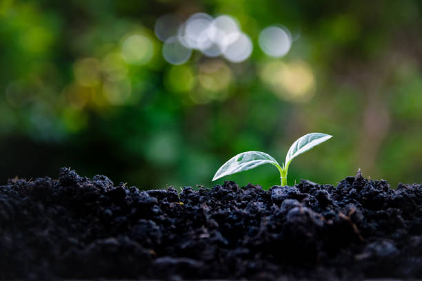 istock The seedlings grow on the natural ground. 1322065513
