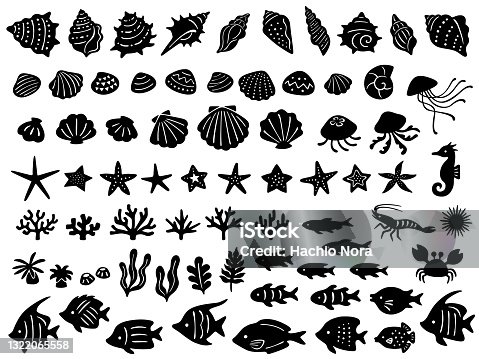 521,565 Animal Shell Stock Photos, Pictures & Royalty-Free Images - iStock  | Seashell, Snail, Beach