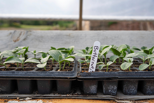 Close up of seed trays with healthy green  squash seedlings in a greenhouse. Outside is visible in background. Selective focus with copy space. Butternut Squash label visible.