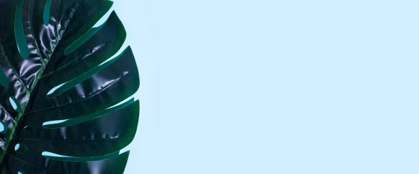 istock green leaf of monstera on a blue background. Top view, flat lay. Banner 1322067730