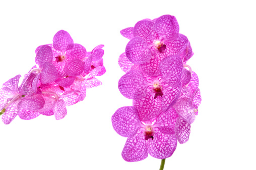 Petals on a white background. Vanda orchid.
