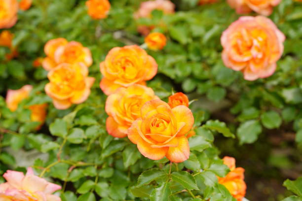 istock Beautiful roses blooming in Japanese botanical garden 1322072019