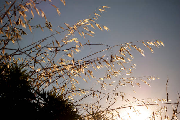 Abstract composition with just a thin yellow stem of dry herb with blue sky as a background.