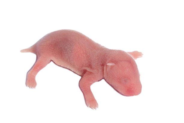 new born white mouse with black background