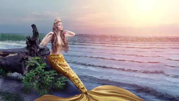 Fantasy woman real mermaid with trident myth goddess of sea with golden tail sitting in sunset on rocks.. Gold hair crown shells pearls jewelry. Mermaid sitting on shore. fantasy concept.
