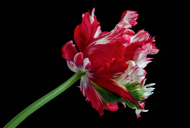 istock White-red parrot tulips isolated on black background 1322075162