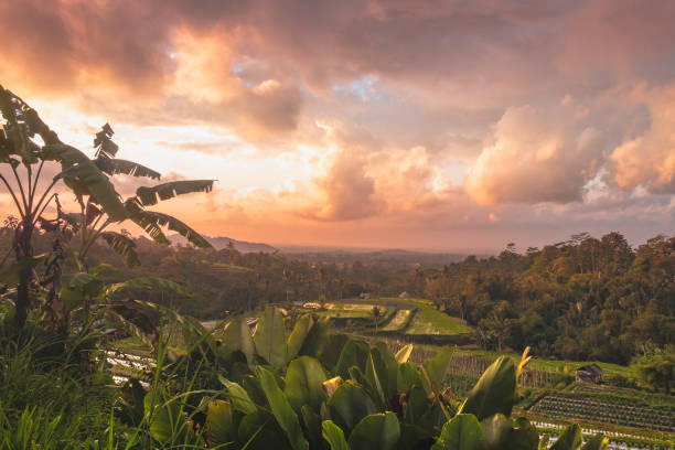 istock Sunrise at a Bali Rice Terrace 1322075685
