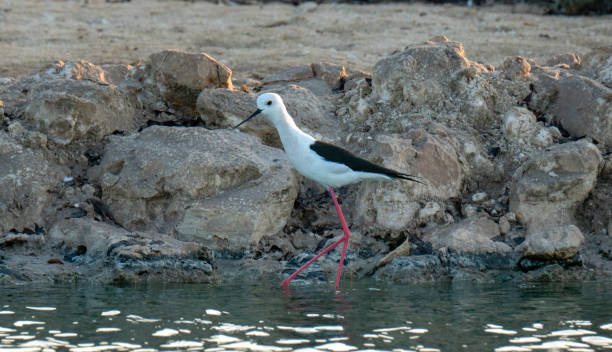 échasse à ailes noires dans un loggon au qatar. vu au début de la saison hivernale. mise au point sélective - animal beak bird wading photos et images de collection