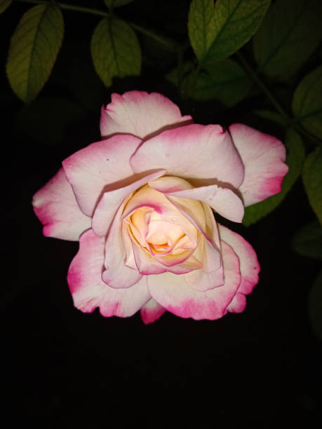 istock The Rose Of Peace 1322077175