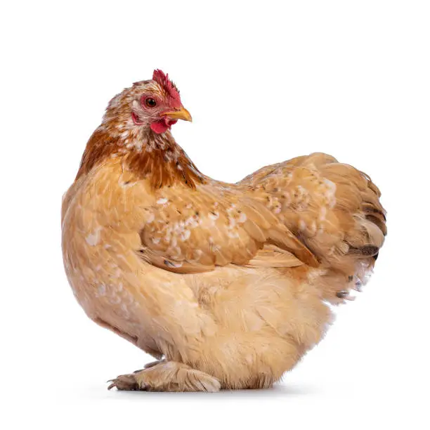 Buff mille fleur Cochin bantam chicken, standing side ways. Head turned backwards looking curious to camera. Isolated on a white background.