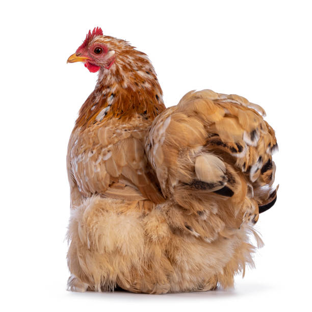istock Buff mille fleur cochin bantam chicken on white 1322077955