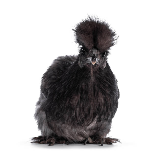 Blue Silkie chicken on white background Young blue Silkie bantam chicken, standing facing front. Looking straight to camera. Isolated on a white background. bantam stock pictures, royalty-free photos & images