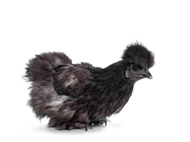 istock Blue Silkie chicken on white background 1322078213