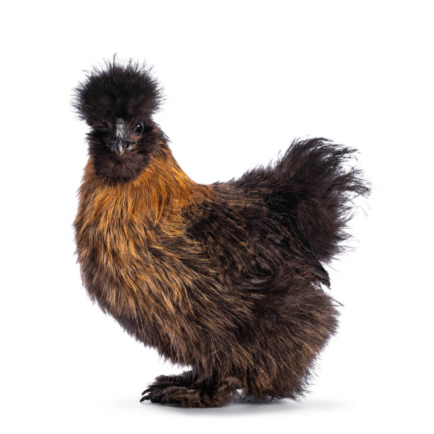 istock Patridge Silkie chicken on white 1322078460