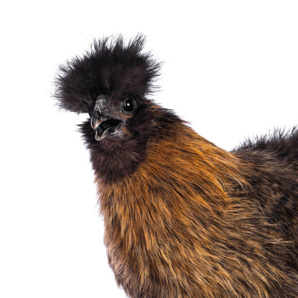 istock Patridge Silkie chicken on white 1322078494