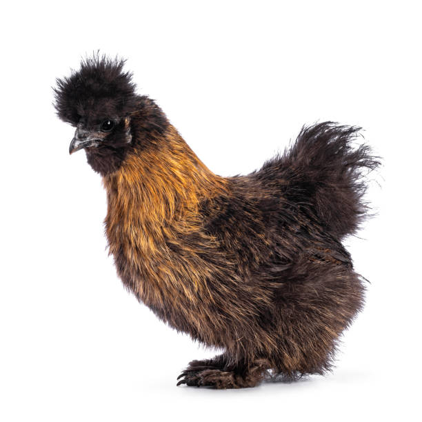 Patridge Silkie chicken on white