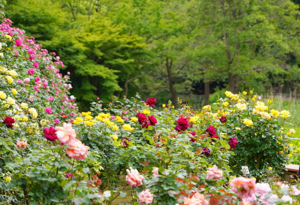 istock Beatiful roses blooming in Japanese botanical garden 1322080222