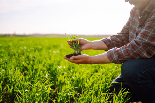 農家の手に若い緑の小麦の苗。小麦畑の熟した耳。 - field landscape green wheat ストックフォトと画像